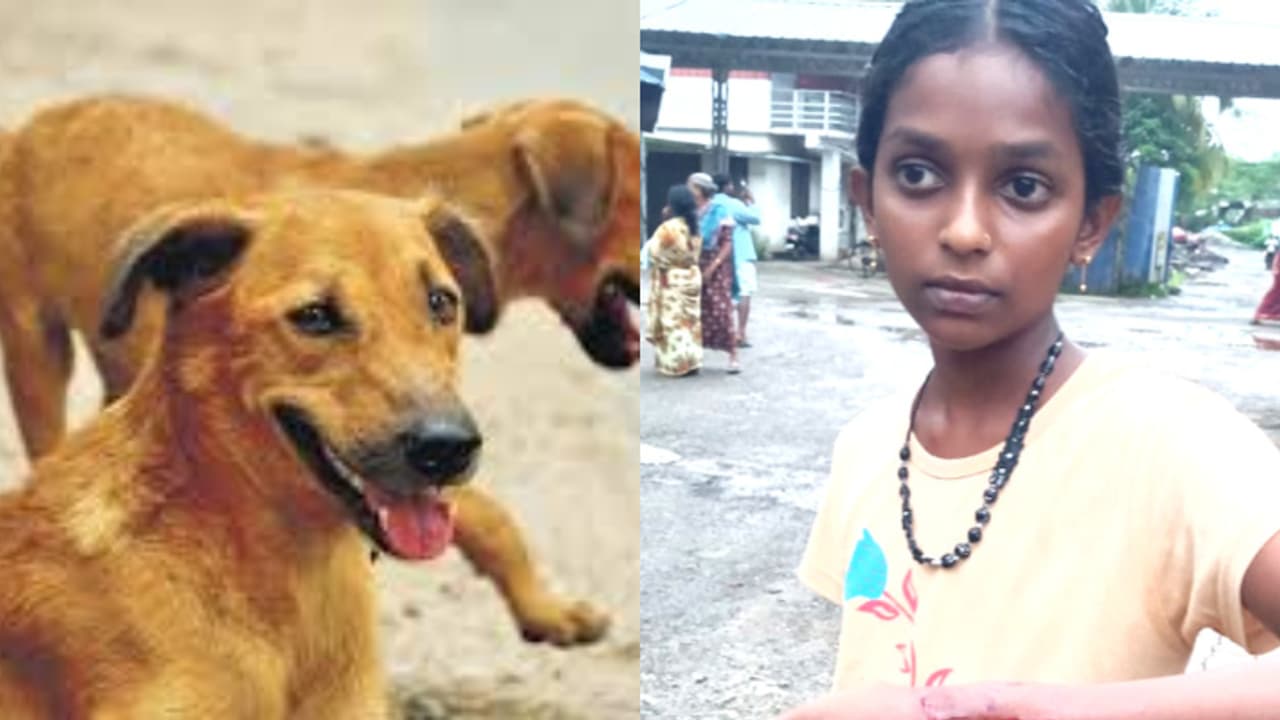student and four injured in stray dog attack in alappuzha : പെട്ടന്ന് ...