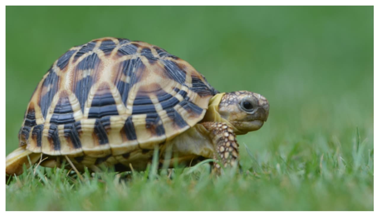 ಬೆಳ್ತಂಗಡಿ – ಅಜ್ಜಿಯ ಇಷ್ಟ ತಂದಿತು ಸಂಕಷ್ಟ : ಅಜ್ಜಿ ತಿಥಿಗೆ ಆಮೆ ಬೇಟೆ ಆಡಿದವರ ಸೆರೆ | Grandmothers Wish Leads To Trouble Turtle Hunters Held During Tithi ಬೆಳ್ತಂಗಡಿ – ಅಜ್ಜಿಯ ಇಷ್ಟ ತಂದಿತು ಸಂಕಷ್ಟ : ಅಜ್ಜಿ ತಿಥಿಗೆ ಆಮೆ ಬೇಟೆ ಆಡಿದವರ ಸೆರೆ | Grandmothers Wish Leads To Trouble Turtle Hunters Held During Tithi