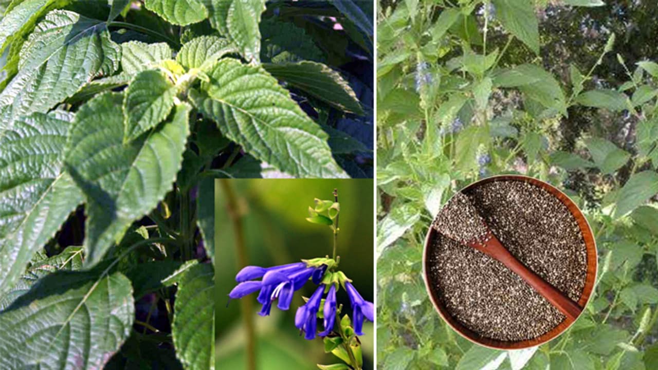 Chia Seeds,    , 5      | Chia Seeds Plant Big Connection With Mint 5 Point Make It  Superfood | Asianet News Hindi