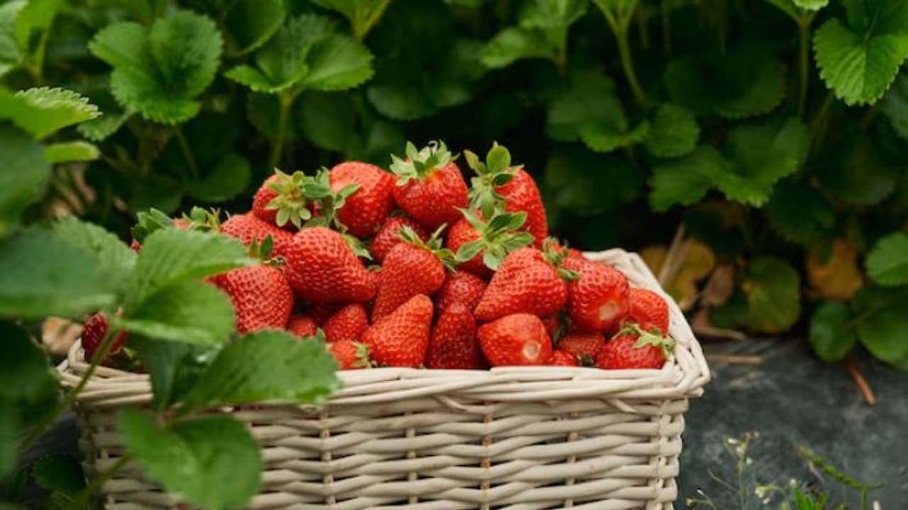 Strawberries: ಬರೀ ರುಚಿಯಲ್ಲ, ಆರೋಗ್ಯಕ್ಕೂ ಸೂಪರ್ಫುಡ್! ಇಲ್ಲಿದೆ ಅಚ್ಚರಿಯ ಲಾಭಗಳು Strawberries: ಬರೀ ರುಚಿಯಲ್ಲ, ಆರೋಗ್ಯಕ್ಕೂ ಸೂಪರ್ಫುಡ್! ಇಲ್ಲಿದೆ ಅಚ್ಚರಿಯ ಲಾಭಗಳು