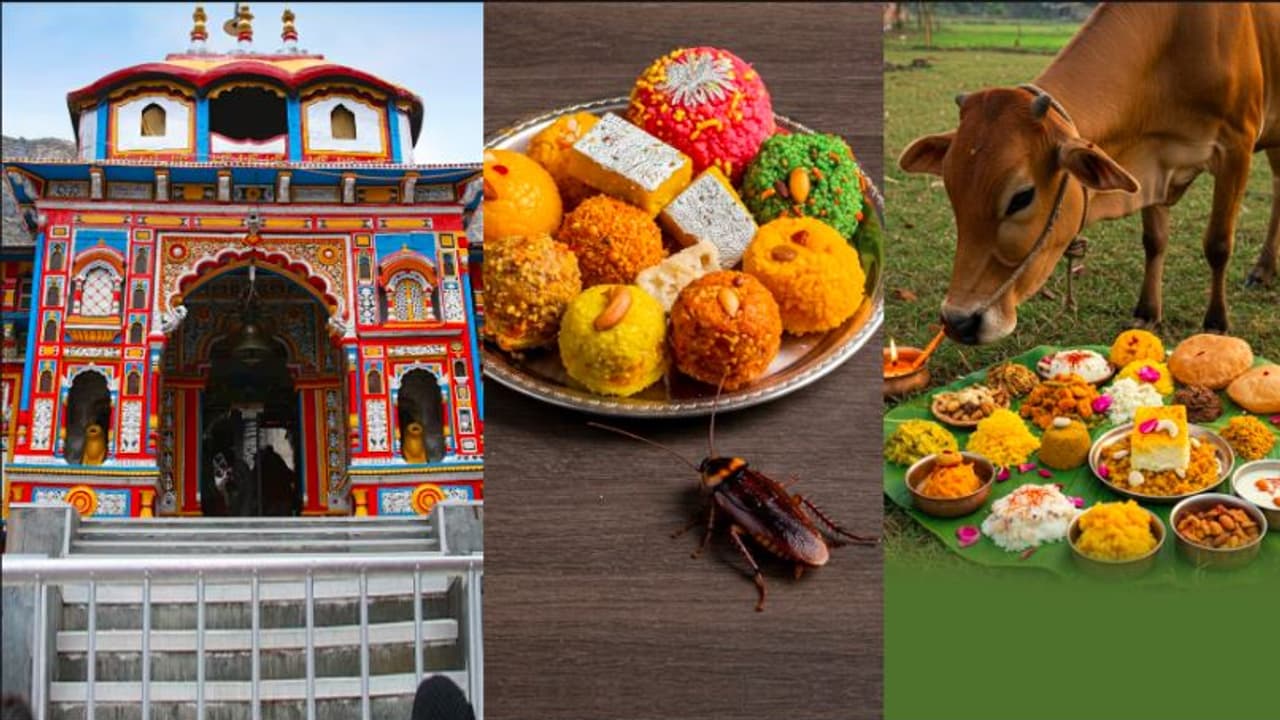 Cockroach Temple Badrinath Temple Cockroach Worship: ಜಿರಳೆಗಳಿಗೆ ಮೊದಲ ಪ್ರಸಾದ | Badrinath ...