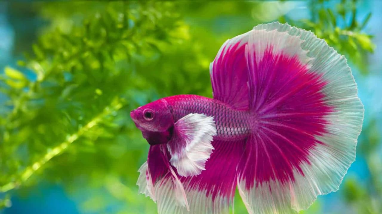 വീട്ടിൽ മീനുകളെ വളർത്തുമ്പോൾ നിർബന്ധമായും അറിഞ്ഞിരിക്കേണ്ട 5 കാര്യങ്ങ(01)