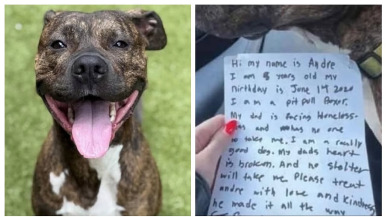 Emotional note by a abandoned pit bull puppy 'ഞാൻ നല്ലൊരു നായക്കുട്ടി(02)