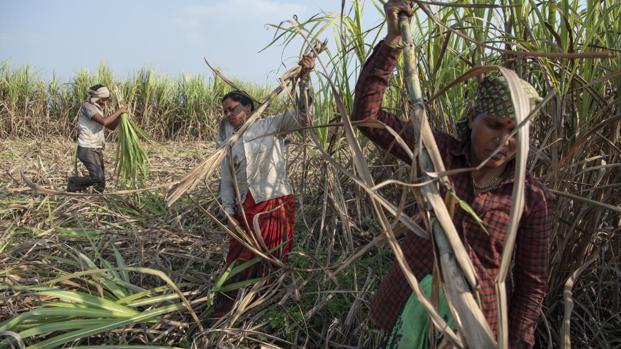 Sugarcane Farmers Can Achieve High Yields Using A-1 Farming: Dr Mane
