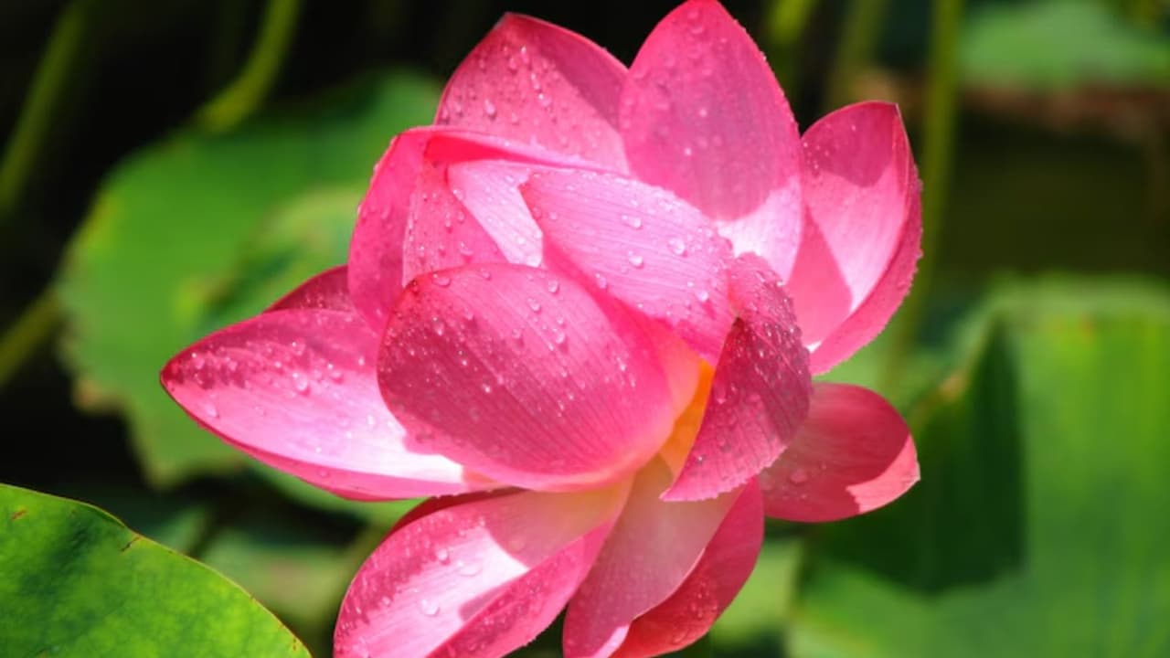 Why Lotus Flower is Offered to Goddess Lakshmi? | ಲಕ್ಷ್ಮಿ ದೇವಿಗೆ ಕಮಲ ಹೂವಿನ ಮಹತ್ವ | Lakshmi Lotus Flower Importance Suh Why Lotus Flower is Offered to Goddess Lakshmi? | ಲಕ್ಷ್ಮಿ ದೇವಿಗೆ ಕಮಲ ಹೂವಿನ ಮಹತ್ವ | Lakshmi Lotus Flower Importance Suh