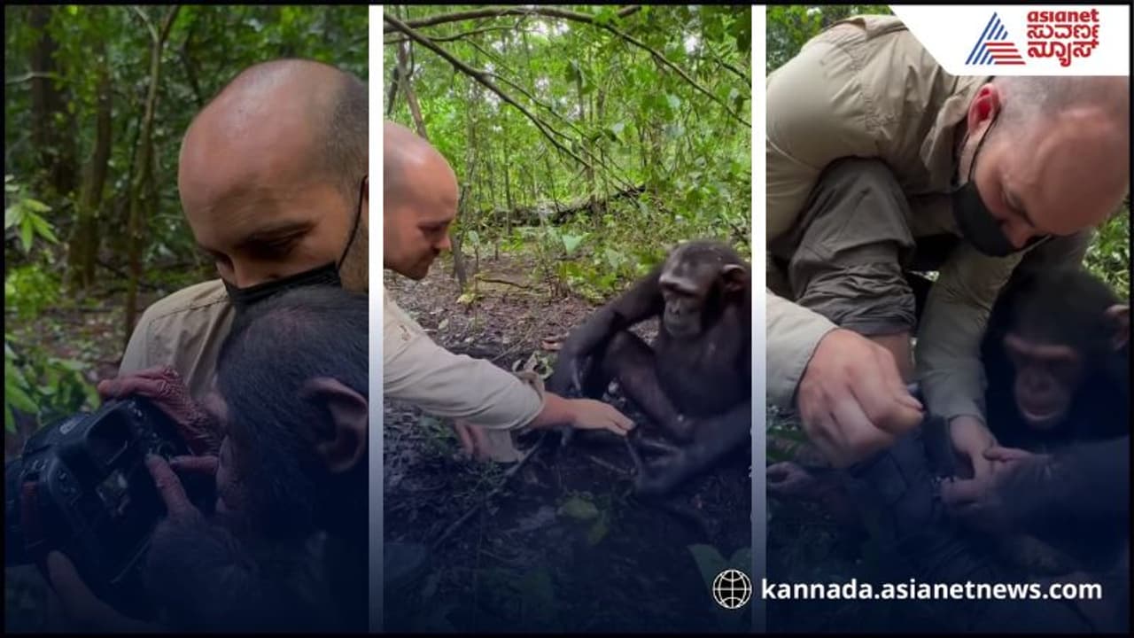 Chimpanzee's Photo Review Skill: ಚಿಂಪಾಂಜಿ ಅಂತ ಹೆಸರಿಗೆ, ಮನುಷ್ಯನಿಗಿಂತ ...