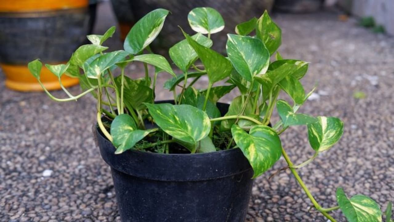 ಮನಿ ಪ್ಲಾಂಟ್ ವೇಗವಾಗಿ, ಹಚ್ಚಹಸಿರಾಗಿ ಬೆಳಿಬೇಕಾ?, ಹಾಗಾದ್ರೆ ಅಡುಗೆಮನೆಯಲ್ಲಿರುವ ಈ ಪದಾರ್ಥವನ್ನ ಸೇರಿಸಿ ಮನಿ ಪ್ಲಾಂಟ್ ವೇಗವಾಗಿ, ಹಚ್ಚಹಸಿರಾಗಿ ಬೆಳಿಬೇಕಾ?, ಹಾಗಾದ್ರೆ ಅಡುಗೆಮನೆಯಲ್ಲಿರುವ ಈ ಪದಾರ್ಥವನ್ನ ಸೇರಿಸಿ