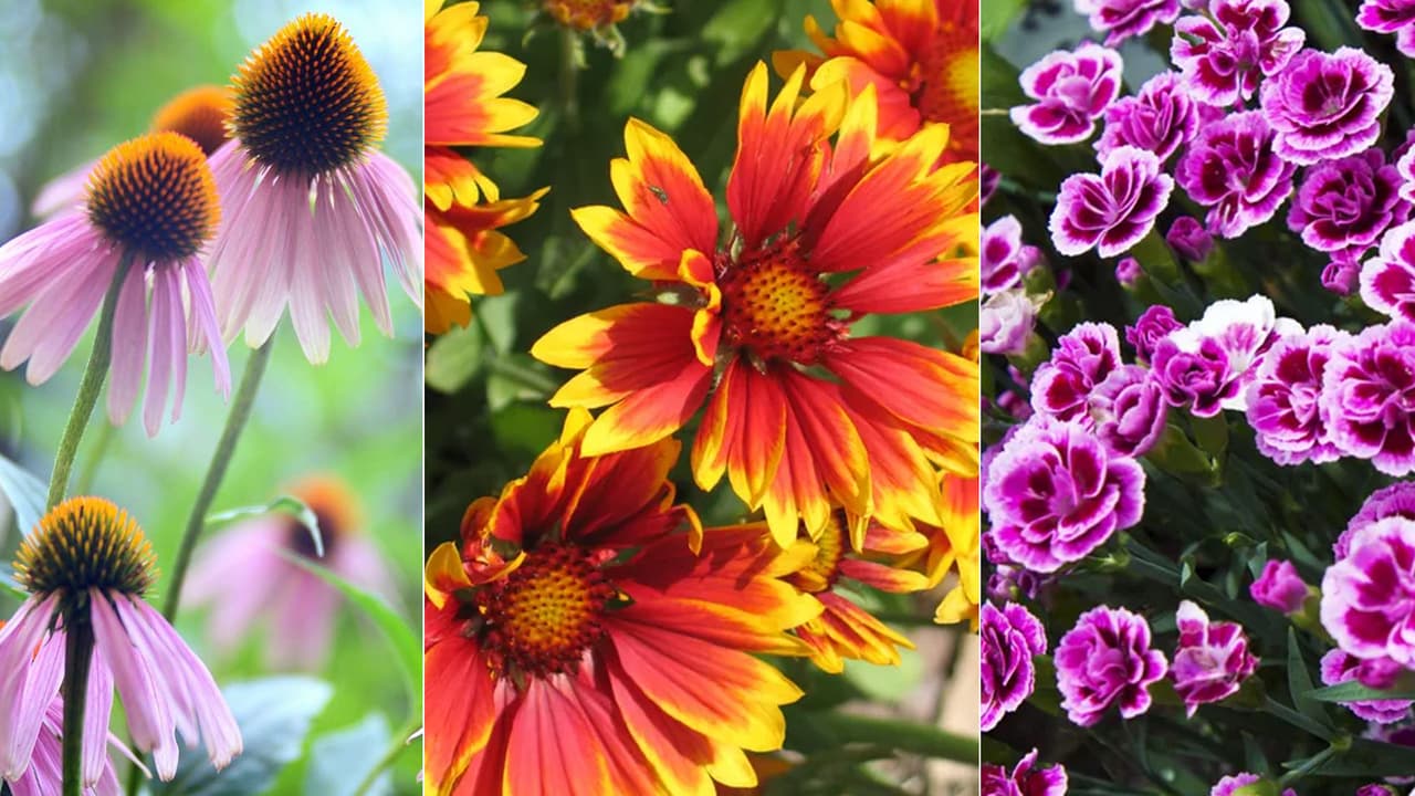 Drought Tolerant Plants: बिना पानी के गर्मी में जोरदार खिलेंगे 5 फ्लोवर ...
