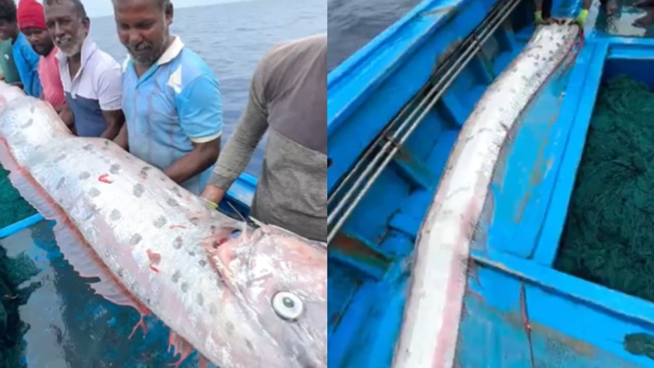 Doomsday fish in Tamil Nadu: தமிழகத்தில் கண்டெடுத்த அழிவு நாள் மீன் ...