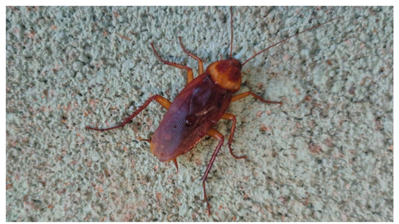 Cockroach ಮನೆಯಲ್ಲಿ ಹೆಚ್ಚಾದ ಜಿರಳೆ ಕೊಲ್ಲಲು ಗೃಹಣಿ ಕಸರತ್ತು, ಆದರೆ ಸತ್ತಿದ್ದು ಪಕ್ಕದ ಮನೆಯ ಮಹಿಳೆ | Mother Of Little Baby Dies After Neighbour Woman Try To Kill Cockroach S Korea Cockroach ಮನೆಯಲ್ಲಿ ಹೆಚ್ಚಾದ ಜಿರಳೆ ಕೊಲ್ಲಲು ಗೃಹಣಿ ಕಸರತ್ತು, ಆದರೆ ಸತ್ತಿದ್ದು ಪಕ್ಕದ ಮನೆಯ ಮಹಿಳೆ | Mother Of Little Baby Dies After Neighbour Woman Try To Kill Cockroach S Korea