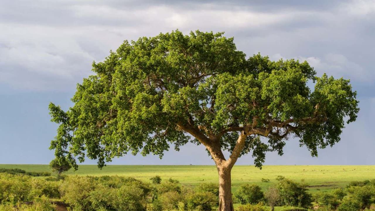 Carbon Markets Face Crucial Test As Climate Finance Shifts From Promises To Real Investments