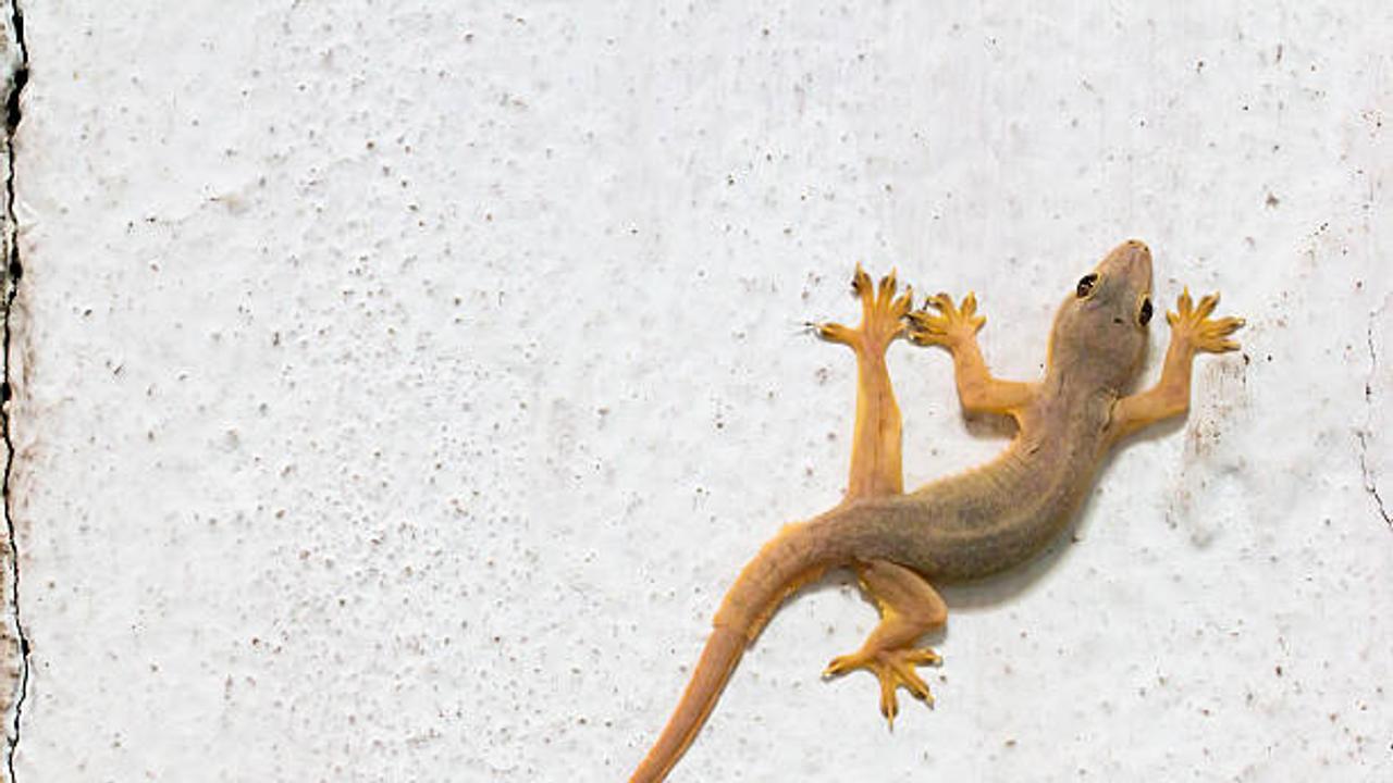 ಹಲ್ಲಿಗಳನ್ನ ಬಹಳ ಸುಲಭವಾಗಿ ಓಡಿಸೋದು ಹೇಗೆ?, ಜಸ್ಟ್ 1 ರೂ. ಟ್ರಿಕ್ಸ್ ಬಳಸಿ ಸಾಕು! ಹಲ್ಲಿಗಳನ್ನ ಬಹಳ ಸುಲಭವಾಗಿ ಓಡಿಸೋದು ಹೇಗೆ?, ಜಸ್ಟ್ 1 ರೂ. ಟ್ರಿಕ್ಸ್ ಬಳಸಿ ಸಾಕು!