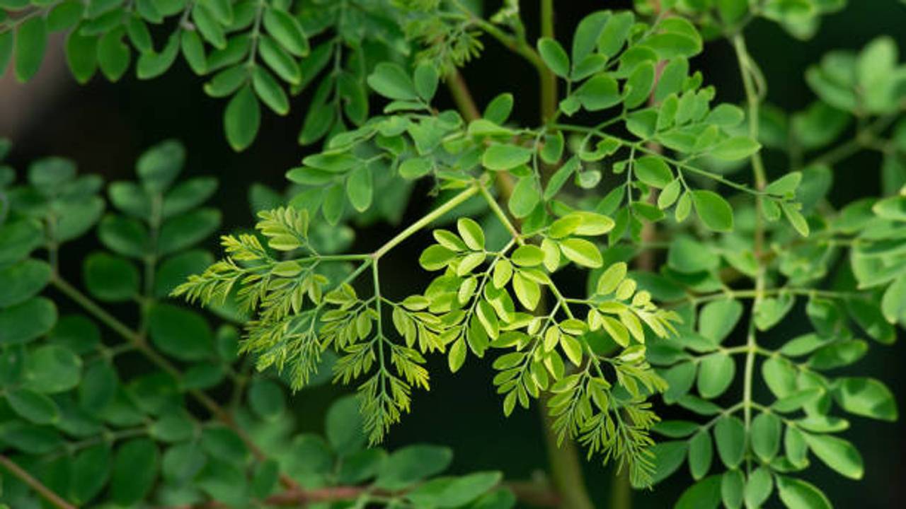 Why Adding Moringa to Your Child’s Diet Can Be a Healthy Choice