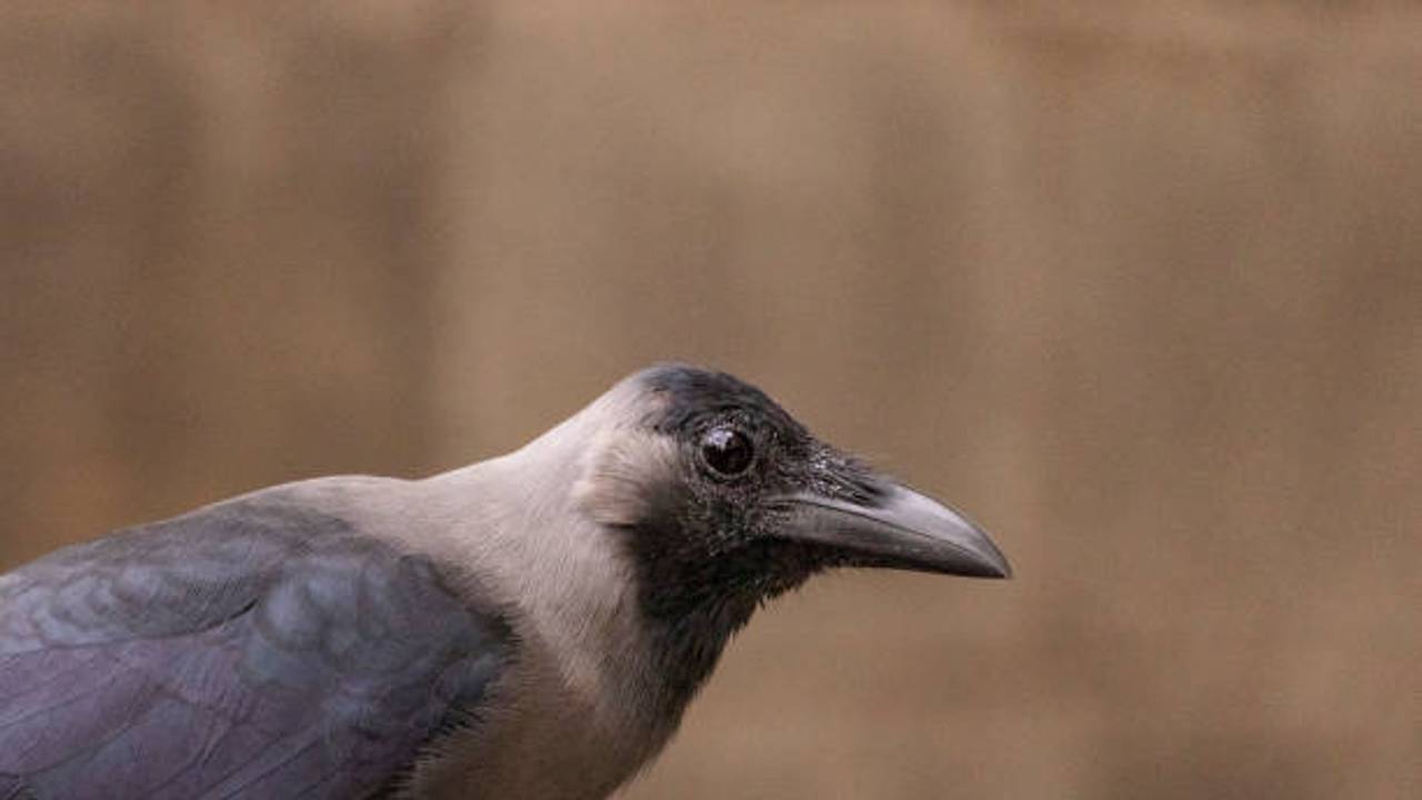 Crow omen: ಕಾಗೆ ಎಲ್ಲಿ ಕುಳಿತು ಕೂಗಿದರೆ ಸಾವಿನ ಸೂಚನೆ ಗೊತ್ತಾ? ಜ್ಯೋತಿಷ್ಯ ಏನನ್ನುತ್ತೆ? | Crow Omen Where Crow Makes Sound In Front Of Your Home Indicates Death Bni Crow omen: ಕಾಗೆ ಎಲ್ಲಿ ಕುಳಿತು ಕೂಗಿದರೆ ಸಾವಿನ ಸೂಚನೆ ಗೊತ್ತಾ? ಜ್ಯೋತಿಷ್ಯ ಏನನ್ನುತ್ತೆ? | Crow Omen Where Crow Makes Sound In Front Of Your Home Indicates Death Bni