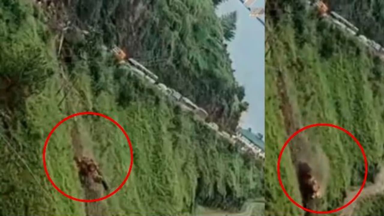 ಶಿಮ್ಲಾದಲ್ಲಿ ರಸ್ತೆ ದುರಸ್ಥಿ ವೇಳೆ 300 ಮೀಟರ್ ಕಂದಕಕ್ಕೆ ಉರುಳಿದ ಜೆಸಿಬಿ: ಭಯಾನಕ ಕ್ಷಣ ಕ್ಯಾಮರಾದಲ್ಲಿ ಸೆರೆ | Jcb Falls Into 300 Meter Gorge In Shimla ಶಿಮ್ಲಾದಲ್ಲಿ ರಸ್ತೆ ದುರಸ್ಥಿ ವೇಳೆ 300 ಮೀಟರ್ ಕಂದಕಕ್ಕೆ ಉರುಳಿದ ಜೆಸಿಬಿ: ಭಯಾನಕ ಕ್ಷಣ ಕ್ಯಾಮರಾದಲ್ಲಿ ಸೆರೆ | Jcb Falls Into 300 Meter Gorge In Shimla