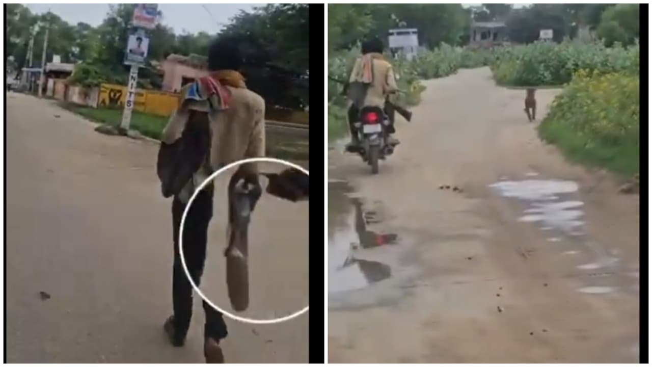 Rajasthan: Men on Bike Slaughter 25+ Stray Dogs on Camera