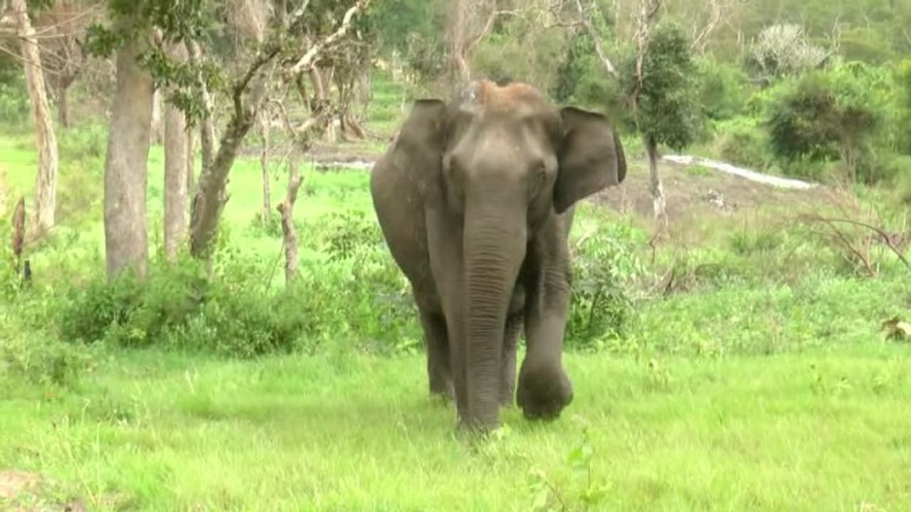 ಬಂಡೀಪುರ ರಕ್ಷಿತಾರಣ್ಯದಲ್ಲಿ ಸುರಂಗ ಮಾರ್ಗ ನಿರ್ಮಾಣಕ್ಕೆ ವಿರೋಧ! ಕಾನೂನುಬಾಹಿರ ಕೆಲಸ ಮಾಡುವವರಿಗೆ ಆಸಕ್ತಿ? | Bandipur Tunnel Proposal Sparks Outrage Environmentalists Warn Of Protests Kvn ಬಂಡೀಪುರ ರಕ್ಷಿತಾರಣ್ಯದಲ್ಲಿ ಸುರಂಗ ಮಾರ್ಗ ನಿರ್ಮಾಣಕ್ಕೆ ವಿರೋಧ! ಕಾನೂನುಬಾಹಿರ ಕೆಲಸ ಮಾಡುವವರಿಗೆ ಆಸಕ್ತಿ? | Bandipur Tunnel Proposal Sparks Outrage Environmentalists Warn Of Protests Kvn