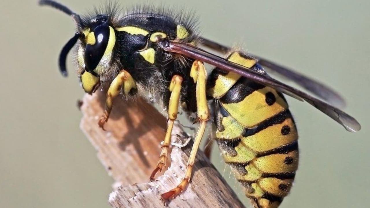 Wasp: கதண்டு கடித்தால் மரணம் ஏற்படுவது ஏன்? கதண்டு கடித்துவிட்டால் என்ன ...