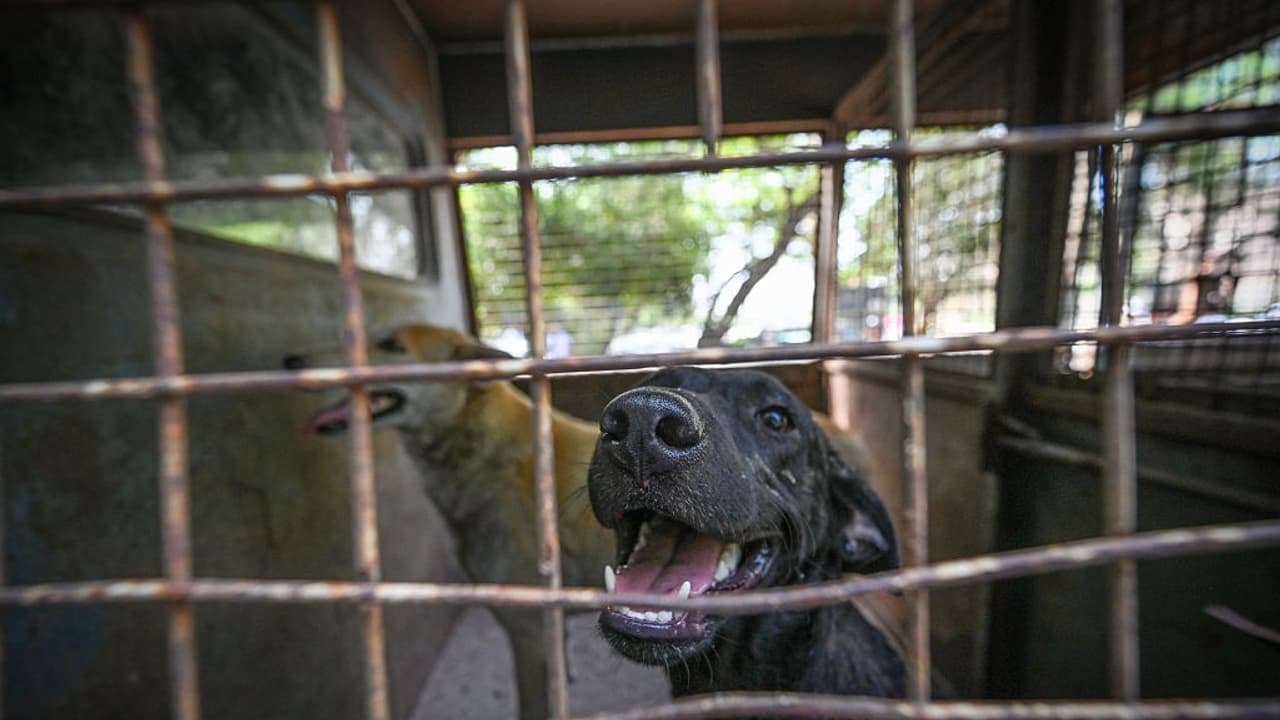 ರಾಜಧಾನಿ ನವದೆಹಲಿಯ ಜನವಸತಿ ಪ್ರದೇಶದ ಎಲ್ಲಾ ಶ್ವಾನಗಳನ್ನು ಆರೈಕೆ ಕೇಂದ್ರಗಳಿಗೆ ಸ್ಥಳಾಂತರ ಪ್ರಶ್ನಿಸಿ ಸಲ್ಲಿಸಿದ್ದ ಅರ್ಜಿಗಳ ತುರ್ತು ವಿಚಾರಣೆ | Supreme Court To Hear Pleas Challenging Relocation Of Stray Dogs In New Delhi ರಾಜಧಾನಿ ನವದೆಹಲಿಯ ಜನವಸತಿ ಪ್ರದೇಶದ ಎಲ್ಲಾ ಶ್ವಾನಗಳನ್ನು ಆರೈಕೆ ಕೇಂದ್ರಗಳಿಗೆ ಸ್ಥಳಾಂತರ ಪ್ರಶ್ನಿಸಿ ಸಲ್ಲಿಸಿದ್ದ ಅರ್ಜಿಗಳ ತುರ್ತು ವಿಚಾರಣೆ | Supreme Court To Hear Pleas Challenging Relocation Of Stray Dogs In New Delhi