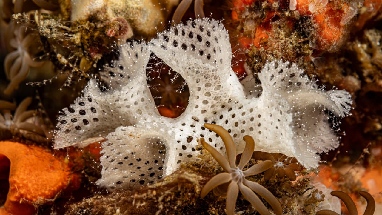 Ocean’s Tiny Architects Are Struggling to Survive Climate Change
