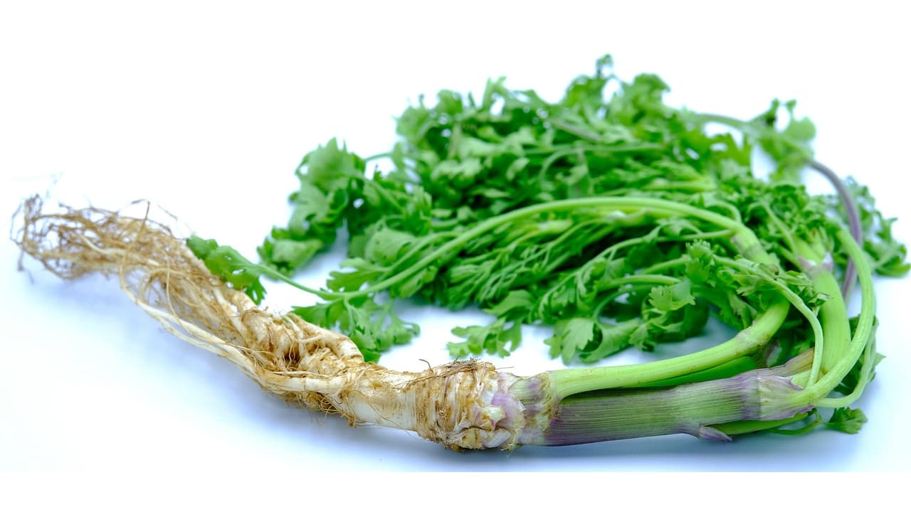 ಕೊತ್ತಂಬರಿ ಸೊಪ್ಪು ಎರಡು ವಾರಗಳವರೆಗೂ ಫ್ರೆಶ್ ಆಗಿರಬೇಕೆಂದ್ರೆ ತುಂಬಾ ಸಿಂಪಲ್ಲಾದ ಈ ಟಿಪ್ಸ್ ಬಳಸಿ ಕೊತ್ತಂಬರಿ ಸೊಪ್ಪು ಎರಡು ವಾರಗಳವರೆಗೂ ಫ್ರೆಶ್ ಆಗಿರಬೇಕೆಂದ್ರೆ ತುಂಬಾ ಸಿಂಪಲ್ಲಾದ ಈ ಟಿಪ್ಸ್ ಬಳಸಿ