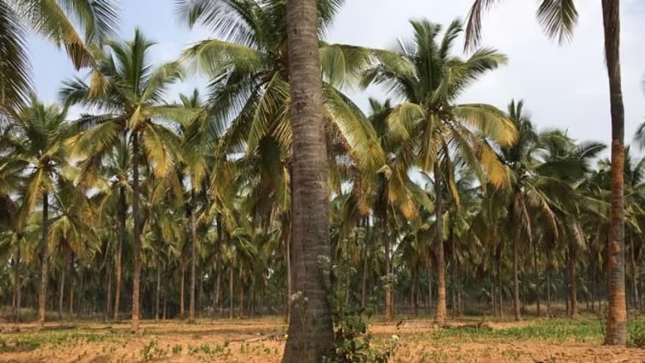 ತೋಟದಲ್ಲಿ ಬೆಳೆದ ತೆಂಗಿನಕಾಯಿಗೆ ಒಂದು ಜೀವವನ್ನೇ ತೆಗೆದ ತೋಟದ ಮಾಲೀಕ, ಚಿಕ್ಕಮಗಳೂರು ಜಿಲ್ಲೆಯಲ್ಲಿ ತೆಂಗಿನಕಾಯಿ ತೆಗೆದುಕೊಂಡಿದ್ದಕ್ಕೆ ವ್ಯಕ್ತಿಯೊಬ್ಬರನ್ನು ಹತ್ಯೆ ಮಾಡಲಾಗಿದೆ | Murder Over Coconu Horrific Incident In Chikkamagaluru ತೋಟದಲ್ಲಿ ಬೆಳೆದ ತೆಂಗಿನಕಾಯಿಗೆ ಒಂದು ಜೀವವನ್ನೇ ತೆಗೆದ ತೋಟದ ಮಾಲೀಕ, ಚಿಕ್ಕಮಗಳೂರು ಜಿಲ್ಲೆಯಲ್ಲಿ ತೆಂಗಿನಕಾಯಿ ತೆಗೆದುಕೊಂಡಿದ್ದಕ್ಕೆ ವ್ಯಕ್ತಿಯೊಬ್ಬರನ್ನು ಹತ್ಯೆ ಮಾಡಲಾಗಿದೆ | Murder Over Coconu Horrific Incident In Chikkamagaluru