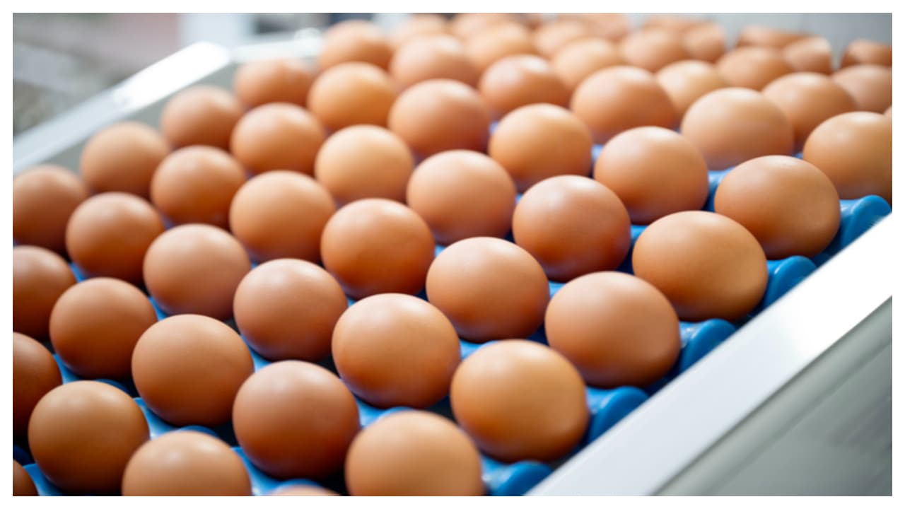 How to Store Eggs: ನೀವು ಮೊಟ್ಟೆಗಳನ್ನು ಫ್ರಿಡ್ಜ್ನಲ್ಲಿಡ್ತಿರೋ ಅಥವಾ ಹೊರಗಿಡ್ತೀರೋ.. ಯಾವುದು ಸರಿ? | Egg Storage In India Fridge Or Room Temperature How to Store Eggs: ನೀವು ಮೊಟ್ಟೆಗಳನ್ನು ಫ್ರಿಡ್ಜ್ನಲ್ಲಿಡ್ತಿರೋ ಅಥವಾ ಹೊರಗಿಡ್ತೀರೋ.. ಯಾವುದು ಸರಿ? | Egg Storage In India Fridge Or Room Temperature