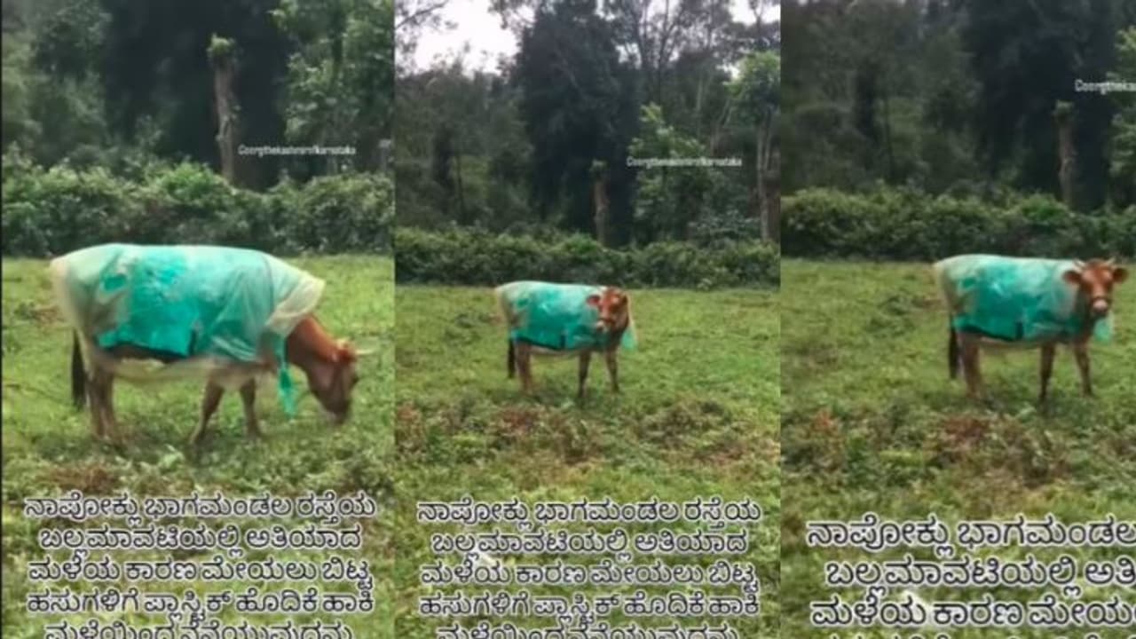ರೈನ್ಕೋಟ್ ಹಾಕಿ ಹಸುಗಳನ್ನು ಮೇಯಲು ಬಿಟ್ಟ ಮಾಲೀಕ: ಕೊಡಗಿನ ವೀಡಿಯೋ ಭಾರಿ ವೈರಲ್ | Farmers Love For Cows Raincoats For Cows In Coorg ರೈನ್ಕೋಟ್ ಹಾಕಿ ಹಸುಗಳನ್ನು ಮೇಯಲು ಬಿಟ್ಟ ಮಾಲೀಕ: ಕೊಡಗಿನ ವೀಡಿಯೋ ಭಾರಿ ವೈರಲ್ | Farmers Love For Cows Raincoats For Cows In Coorg