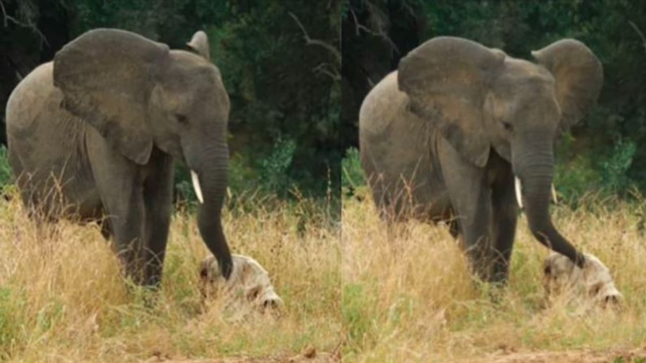 ಸಾವು ಎಲ್ಲರಿಗೂ ನೋವೇ.. ಮತ್ತೊಂದು ಆನೆಯ ಅಸ್ಥಿಪಂಜರ ನೋಡಿ ಬಿಕ್ಕಳಿಸಿದ ಆನೆ: ವೀಡಿಯೋ | Elephants Emotional Response To Skeleton Of Dead Mate Captured On Camera ಸಾವು ಎಲ್ಲರಿಗೂ ನೋವೇ.. ಮತ್ತೊಂದು ಆನೆಯ ಅಸ್ಥಿಪಂಜರ ನೋಡಿ ಬಿಕ್ಕಳಿಸಿದ ಆನೆ: ವೀಡಿಯೋ | Elephants Emotional Response To Skeleton Of Dead Mate Captured On Camera