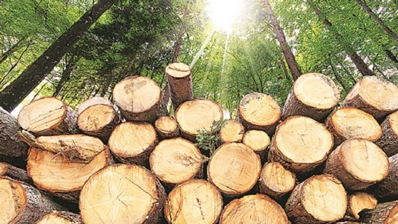 ಅರಣ್ಯ ಉತ್ಪನ್ನ ಮಾರಾಟದ ಆದಾಯದಲ್ಲಿ ಕುಸಿತ: ನಾಟಾ, ಉರುವಲು ಇ-ಹರಾಜು ಮಾರಾಟದಲ್ಲಿ ಕುಸಿತ | Forest Department Revenue Drop Timber Firewood Eauction Gvd ಅರಣ್ಯ ಉತ್ಪನ್ನ ಮಾರಾಟದ ಆದಾಯದಲ್ಲಿ ಕುಸಿತ: ನಾಟಾ, ಉರುವಲು ಇ-ಹರಾಜು ಮಾರಾಟದಲ್ಲಿ ಕುಸಿತ | Forest Department Revenue Drop Timber Firewood Eauction Gvd