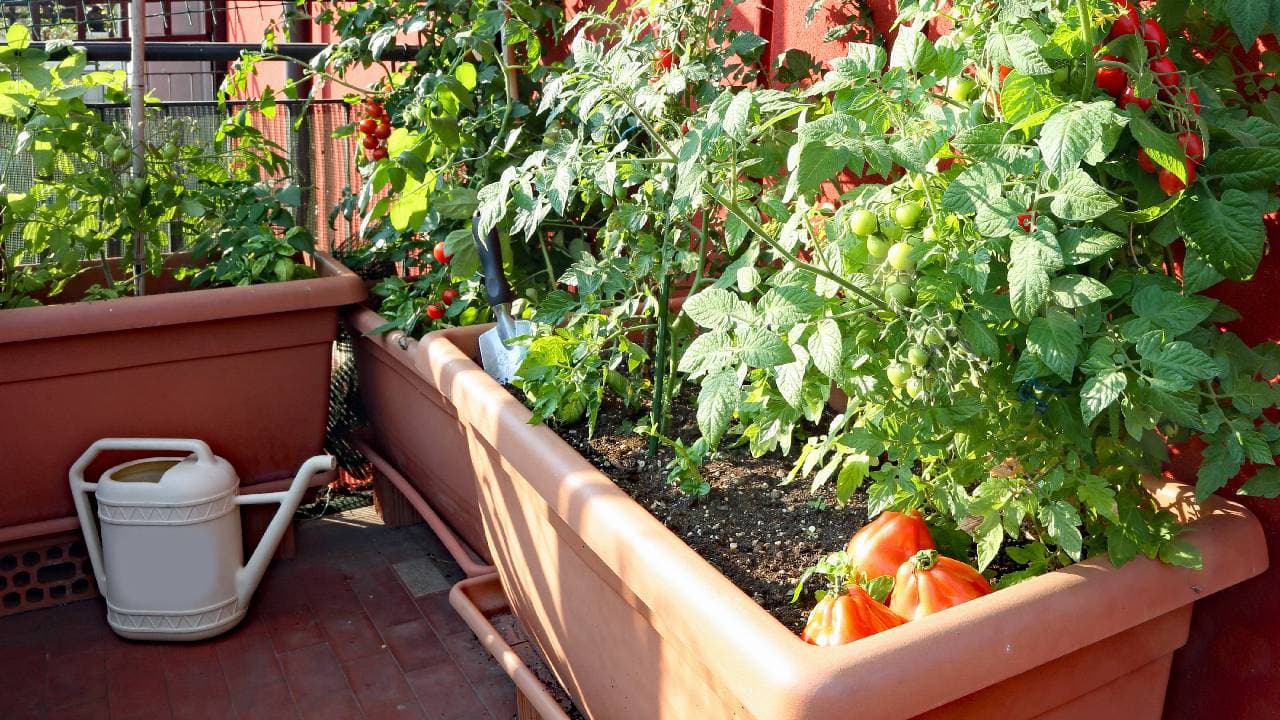 Gardening Guide: 10 Terrace Gardening Tips for Small Indian Homes ...