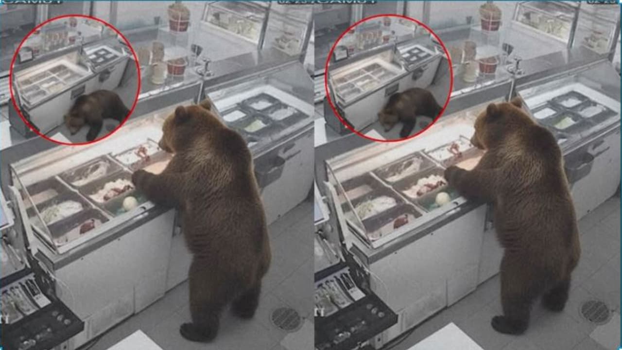 Bears Ice Cream Heist: ಐಸ್ಕ್ರೀಂ ಶಾಪ್ಗೆ ನುಗ್ಗಿ ಹೊಟ್ಟೆ ಬಿರಿಯುವಷ್ಟು ಐಸ್ಕ್ರೀಂ ತಿಂದು ಅಲ್ಲೇ ನಿದ್ದೆಗೆ ಜಾರಿದ ಕರಡಿ | Bear Fuzzy Raids Ice Cream Parlor Samples Multiple Flavors Bears Ice Cream Heist: ಐಸ್ಕ್ರೀಂ ಶಾಪ್ಗೆ ನುಗ್ಗಿ ಹೊಟ್ಟೆ ಬಿರಿಯುವಷ್ಟು ಐಸ್ಕ್ರೀಂ ತಿಂದು ಅಲ್ಲೇ ನಿದ್ದೆಗೆ ಜಾರಿದ ಕರಡಿ | Bear Fuzzy Raids Ice Cream Parlor Samples Multiple Flavors