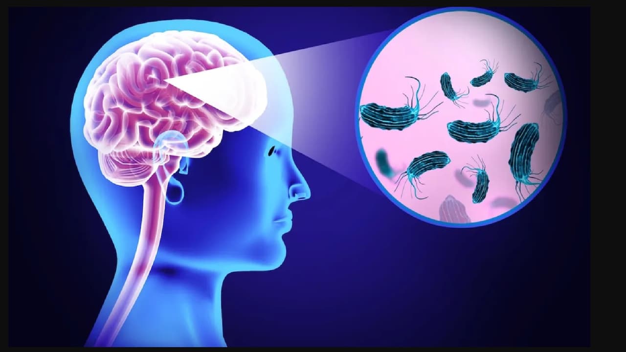 Brain Eating Amoeba: মানুষের 'মাথা খাওয়া' অ্যামিবা নিয়ে সতর্ক করলেন ...