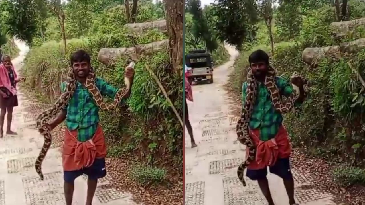 മലമ്പാമ്പിനെ കഴുത്തിലിട്ട് യുവാവിന്റെ അഭ്യാസം Young man practices with ...