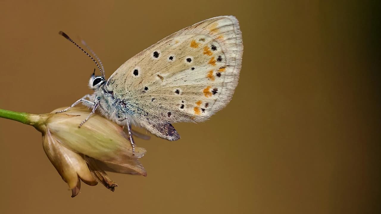 Atlas blue butterfly confirmed as animal with most chromosomes