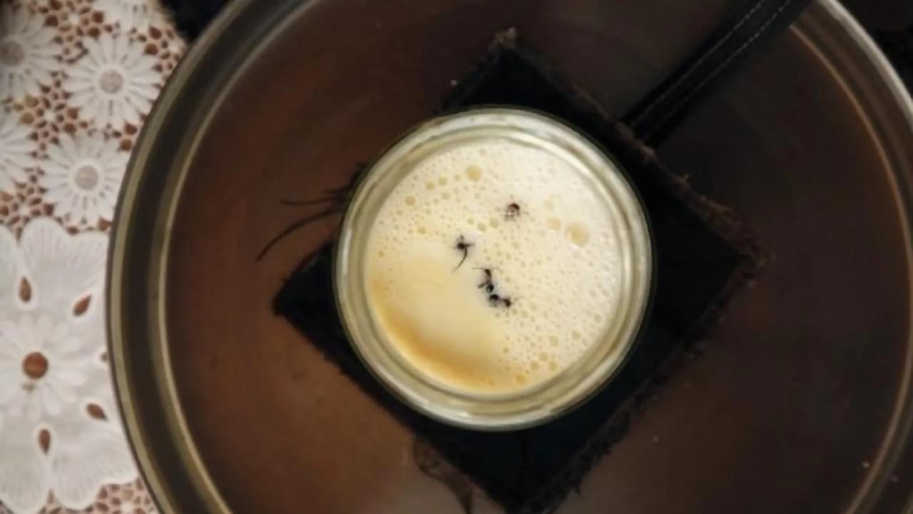 Scientists Revive Ancient Yogurt Tradition Using Live Ants