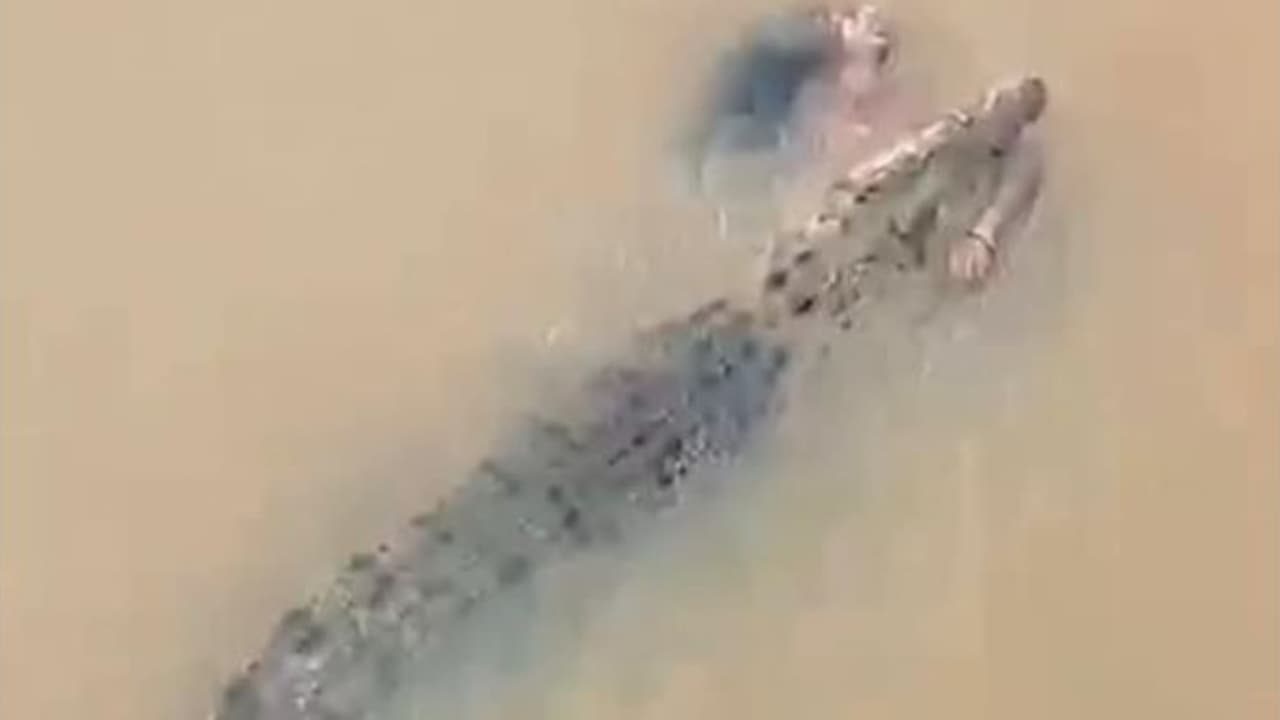 Crocodile attack in Odisha: ನದಿಯಲ್ಲಿ ಸ್ನಾನ ಮಾಡ್ತಿದ್ದ ಮಹಿಳೆಯನ್ನು ಎಳೆದೊಯ್ದ ಮೊಸಳೆ | 57 Year Old Woman Dragged Away By Crocodile In Odishas Kharasrota River Crocodile attack in Odisha: ನದಿಯಲ್ಲಿ ಸ್ನಾನ ಮಾಡ್ತಿದ್ದ ಮಹಿಳೆಯನ್ನು ಎಳೆದೊಯ್ದ ಮೊಸಳೆ | 57 Year Old Woman Dragged Away By Crocodile In Odishas Kharasrota River