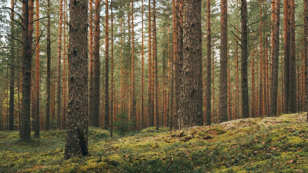 Africa’s Forests Now Emitting More Carbon Than They Absorb, Study Finds ...