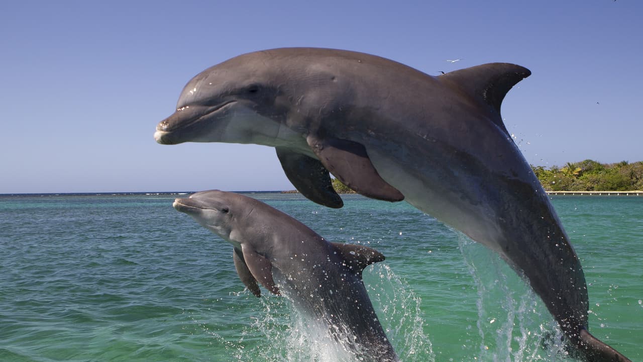 Dolphins may develop Alzheimer’s-like brain damage from ocean toxins