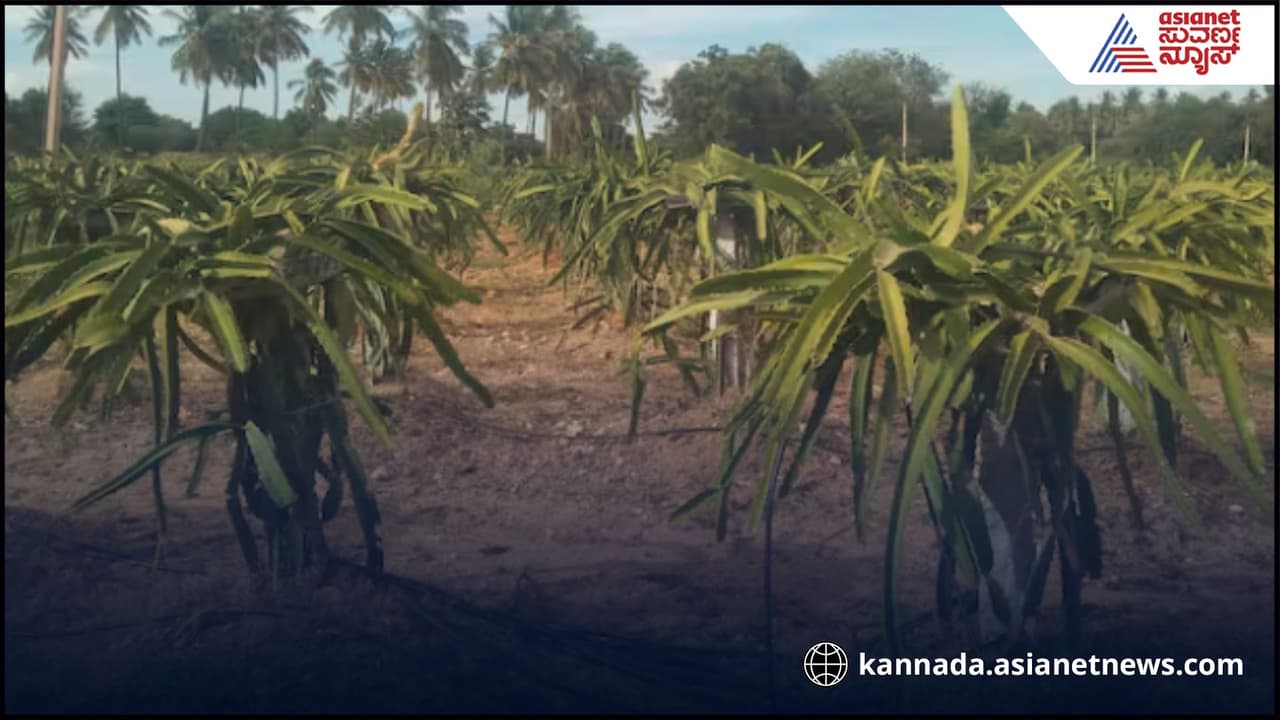 low water agriculture success stories: ಬಯಲು ಸೀಮೆಯಲ್ಲಿ ಡ್ರ್ಯಾಗನ್ ಬೆಳೆದು ಯಶಸ್ವಿಯಾದ ಯುವ ರೈತ! | Low Water Agriculture Success Stories Farmer Dragon Fruit Farming In Dry Areas low water agriculture success stories: ಬಯಲು ಸೀಮೆಯಲ್ಲಿ ಡ್ರ್ಯಾಗನ್ ಬೆಳೆದು ಯಶಸ್ವಿಯಾದ ಯುವ ರೈತ! | Low Water Agriculture Success Stories Farmer Dragon Fruit Farming In Dry Areas
