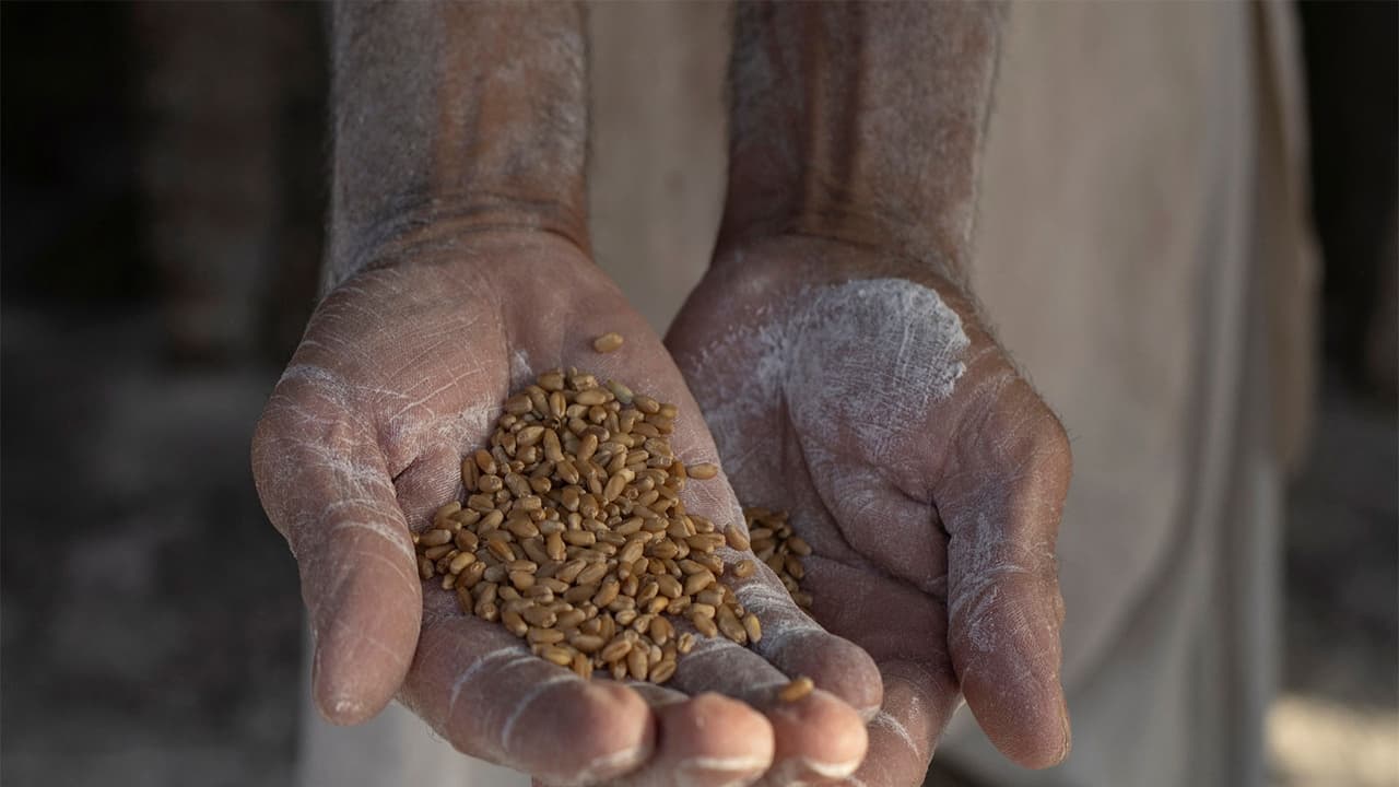 Pakistan's Wheat Crisis Deepens Amid Policy Paralysis and Rising Prices