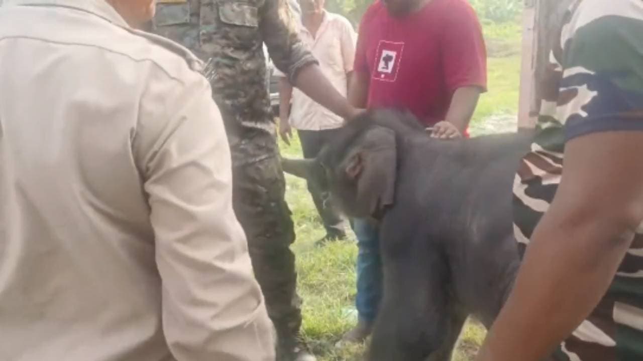 അമ്മ സ്വീകരിച്ചില്ല, 15 ദിവസം മാത്രം പ്രായമുള്ള ആനക്കുട്ടിക്ക് കരുതലായി ...