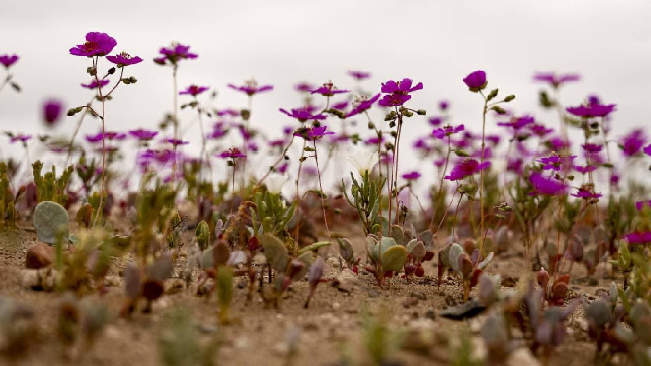 ವಿಶ್ವದ ಈ 5 ಕಡೆ ಮಳೆಯೇ ಆಗಲ್ಲ! ಇವುಗಳಲ್ಲಿ ಒಂದರ ಹೆಸರನ್ನ ಖಂಡಿತ ಗೆಸ್ ಮಾಡ್ಬೋದು ವಿಶ್ವದ ಈ 5 ಕಡೆ ಮಳೆಯೇ ಆಗಲ್ಲ! ಇವುಗಳಲ್ಲಿ ಒಂದರ ಹೆಸರನ್ನ ಖಂಡಿತ ಗೆಸ್ ಮಾಡ್ಬೋದು