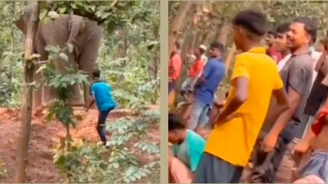 ನಾಡಿಗೆ ಬಂದ ಕಾಡಾನೆಯ ಬಾಲ ಎಳೆದ ಕಿಡಿಗೇಡಿ: ಕಾಡುಪ್ರಾಣಿಗಳಂತೆ ವರ್ತಿಸಿದ ಜನರ ಬಗ್ಗೆ ತೀವ್ರ ಆಕ್ರೋಶ | Outrage Over Video Of Man Pulling Wild Elephants Tail ನಾಡಿಗೆ ಬಂದ ಕಾಡಾನೆಯ ಬಾಲ ಎಳೆದ ಕಿಡಿಗೇಡಿ: ಕಾಡುಪ್ರಾಣಿಗಳಂತೆ ವರ್ತಿಸಿದ ಜನರ ಬಗ್ಗೆ ತೀವ್ರ ಆಕ್ರೋಶ | Outrage Over Video Of Man Pulling Wild Elephants Tail