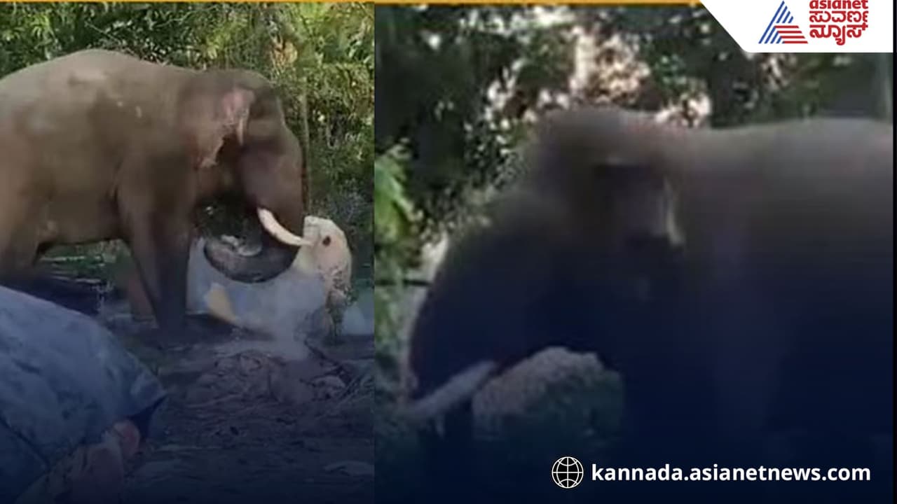 Bhima elephant tusk broken: ಹಾಸನದ ಹಳ್ಳಿಯಲ್ಲಿ 2 ಕಾಡಾನೆಗಳ ಕಾದಾಟ: ಮುರಿದ ಭೀಮನ ದಂತ! | Wild Elephant Fight In Belur Bhima Elephant Tusk Broken Bhima elephant tusk broken: ಹಾಸನದ ಹಳ್ಳಿಯಲ್ಲಿ 2 ಕಾಡಾನೆಗಳ ಕಾದಾಟ: ಮುರಿದ ಭೀಮನ ದಂತ! | Wild Elephant Fight In Belur Bhima Elephant Tusk Broken