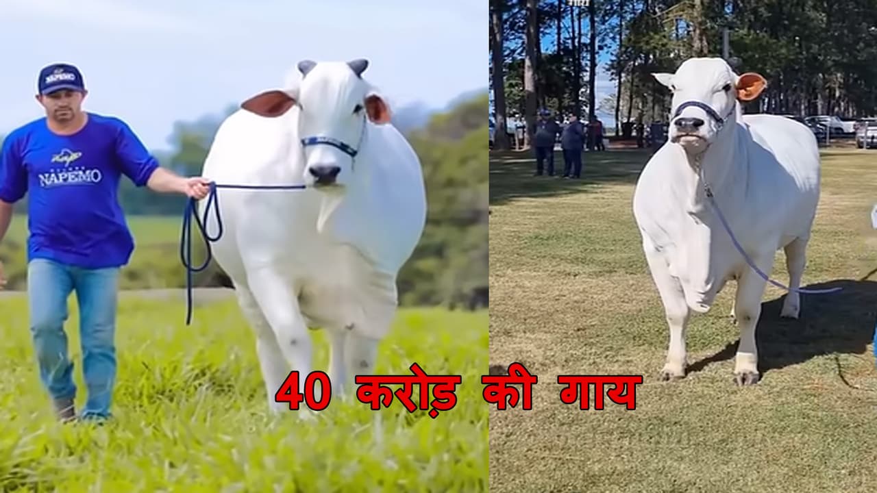 40 करोड़ की गाय: सिर्फ 2-3 लीटर दूध देती है फिर इतनी महंगी क्यों है यह ...