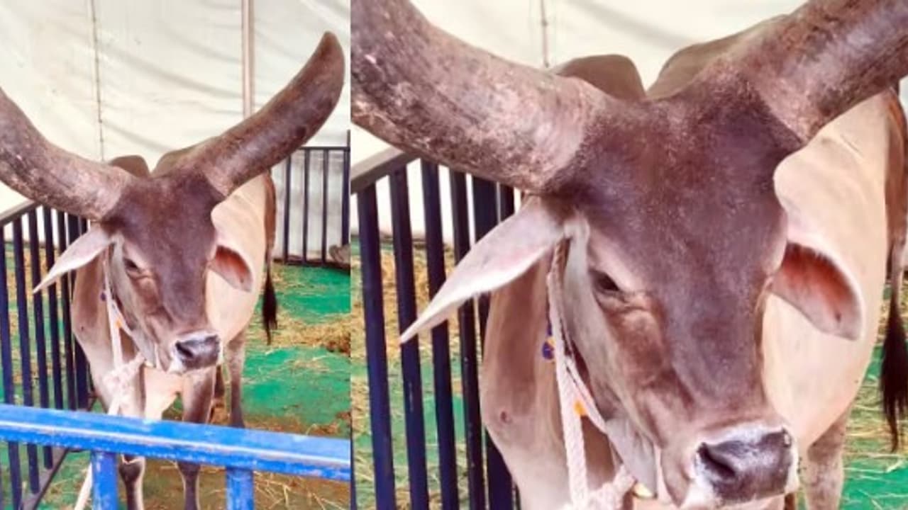 ಕೃಷಿ ಮೇಳದಲ್ಲಿ ಪುರಾತನ 10 ಲಕ್ಷ ರು. ಮೌಲ್ಯದ ಕಾಂ‘ಕ್ರೇಜ್’ ತಳಿ – 25 ಲಕ್ಷದ ಜಾಫರಾಬಾದಿ ಕೋಣ ಆಕರ್ಷಣೆ | Ancient Kankrej Breed Worth 10 Lakh Draws Attention At Krishi Mela ಕೃಷಿ ಮೇಳದಲ್ಲಿ ಪುರಾತನ 10 ಲಕ್ಷ ರು. ಮೌಲ್ಯದ ಕಾಂ‘ಕ್ರೇಜ್’ ತಳಿ – 25 ಲಕ್ಷದ ಜಾಫರಾಬಾದಿ ಕೋಣ ಆಕರ್ಷಣೆ | Ancient Kankrej Breed Worth 10 Lakh Draws Attention At Krishi Mela