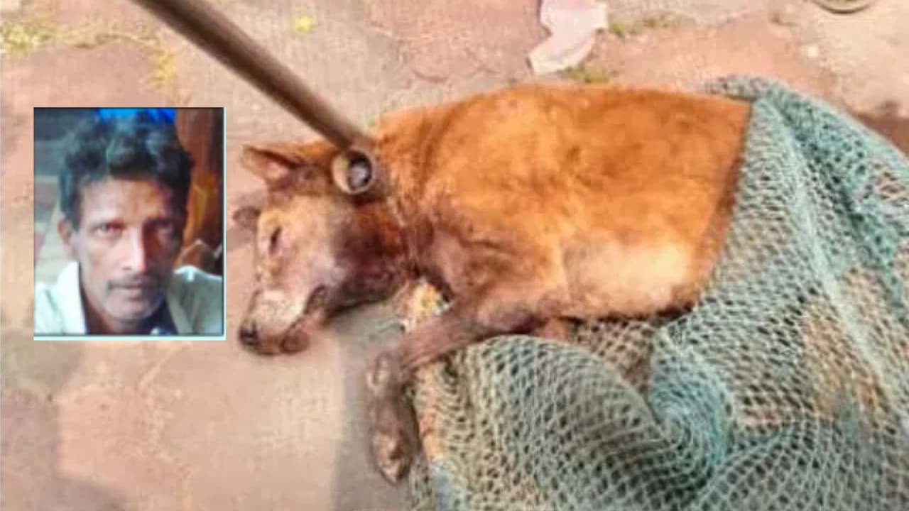 ಅಂಗಡಿ ಎದುರಲ್ಲಿ ಮಲಗಿದ್ದ ವ್ಯಕ್ತಿಯ ಮೇಲೆ ಭೀಕರ ದಾಳಿ ಮಾಡಿ ಕಣ್ಣಗುಡ್ಡೆ ಕಿತ್ತು ಸಾಯಿಸಿದ ಬೀದಿ ನಾಯಿ! | Stray Dog Attack Ullal Dayananda Death Eye Gouged Kumpala Dk San ಅಂಗಡಿ ಎದುರಲ್ಲಿ ಮಲಗಿದ್ದ ವ್ಯಕ್ತಿಯ ಮೇಲೆ ಭೀಕರ ದಾಳಿ ಮಾಡಿ ಕಣ್ಣಗುಡ್ಡೆ ಕಿತ್ತು ಸಾಯಿಸಿದ ಬೀದಿ ನಾಯಿ! | Stray Dog Attack Ullal Dayananda Death Eye Gouged Kumpala Dk San