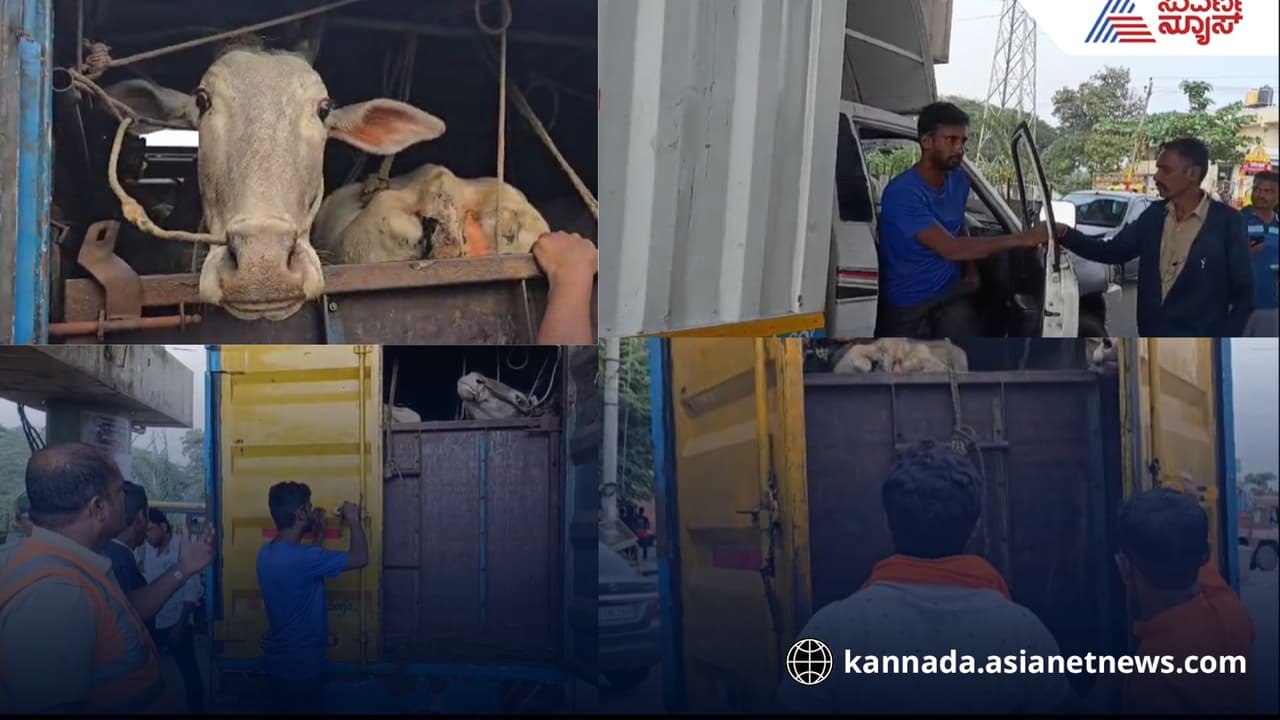 llegal cow transport in Nelamangala: ನೆಲಮಂಗಲದಲ್ಲಿ ಅಕ್ರಮ ಗೋಸಾಗಾಟ: 10 ಗೋವುಗಳ ರಕ್ಷಣೆ | 10 Cows Rescued From Illegal Transport To Slaughterhouse In Nelamangala llegal cow transport in Nelamangala: ನೆಲಮಂಗಲದಲ್ಲಿ ಅಕ್ರಮ ಗೋಸಾಗಾಟ: 10 ಗೋವುಗಳ ರಕ್ಷಣೆ | 10 Cows Rescued From Illegal Transport To Slaughterhouse In Nelamangala