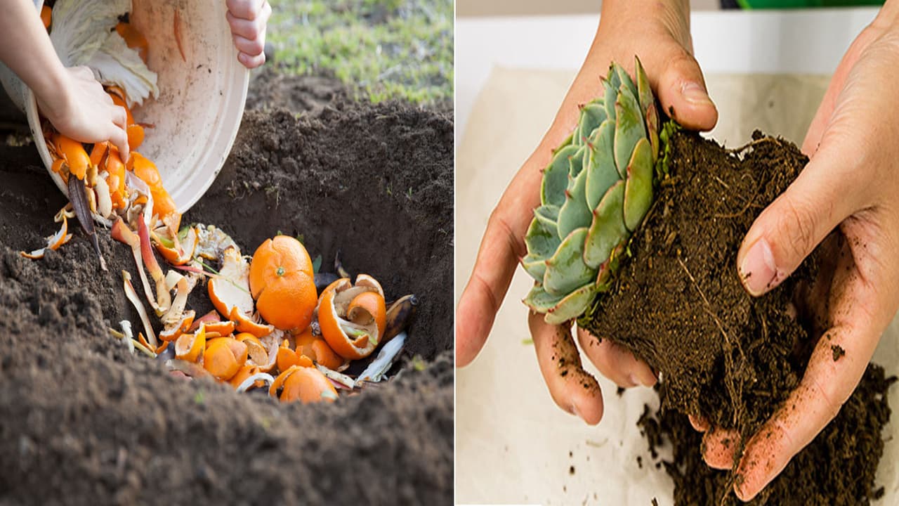 Gardening Tips: Easy Care Guide for Money Plant, Tulsi & Aloe Vera